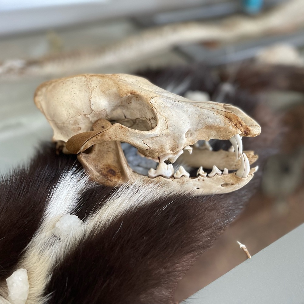 Coyote Skull